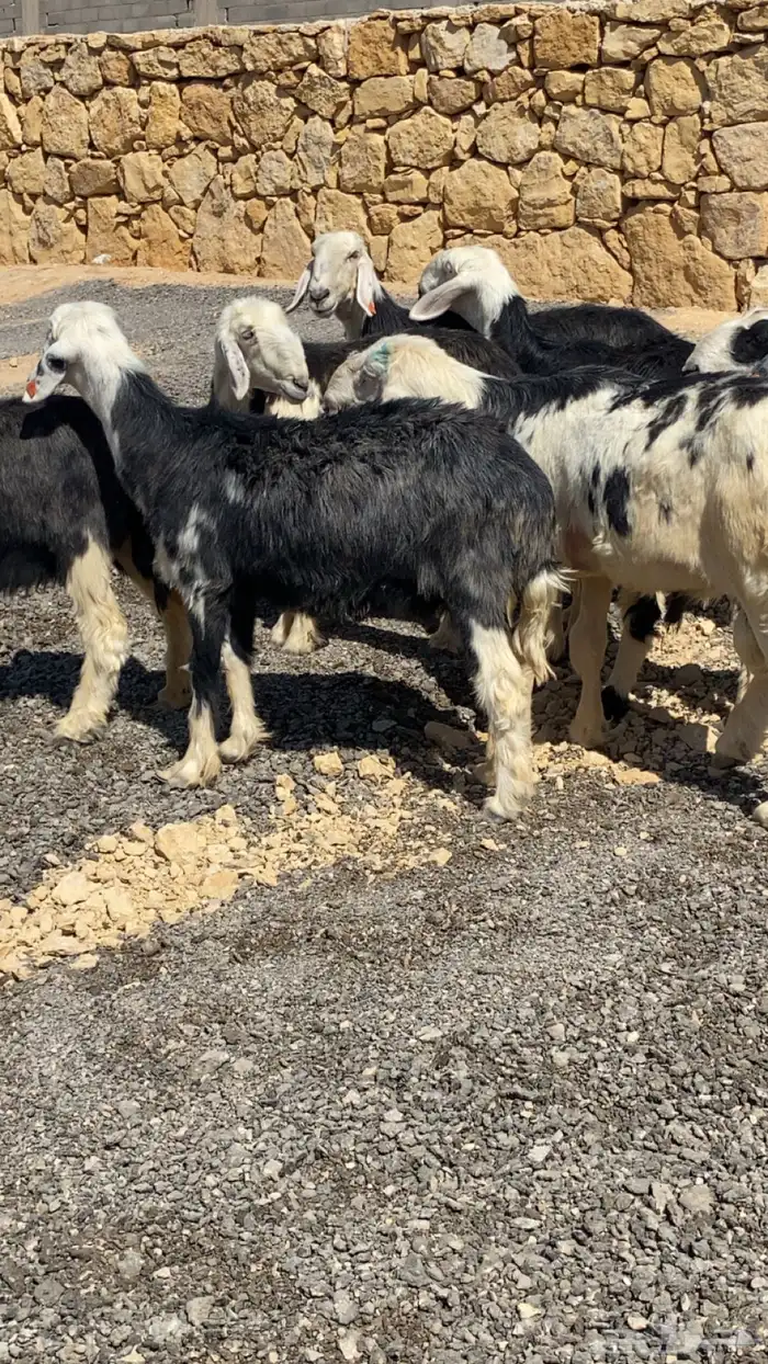 مراح شياه نجد دفيع بفحلها 2