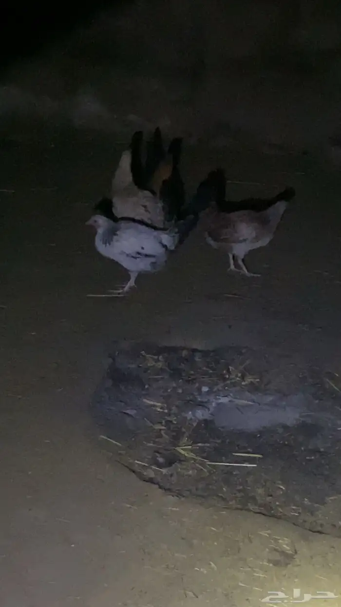 دجاج 6