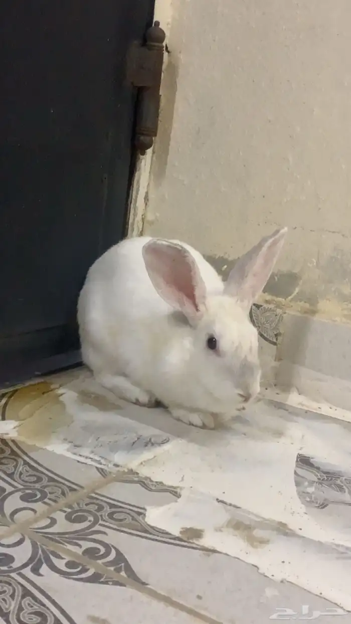 أرنب للبيع 2