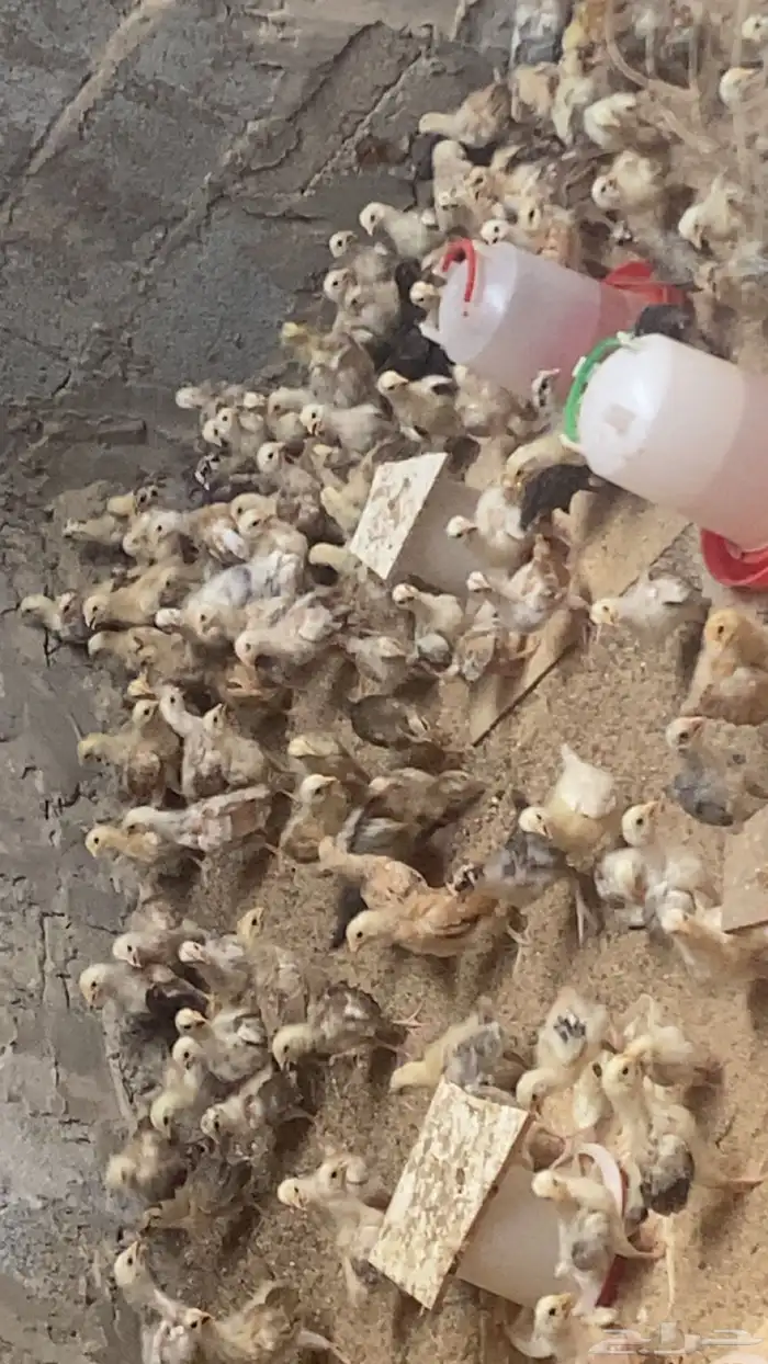 صوص دجاج بلدي فواتح 1