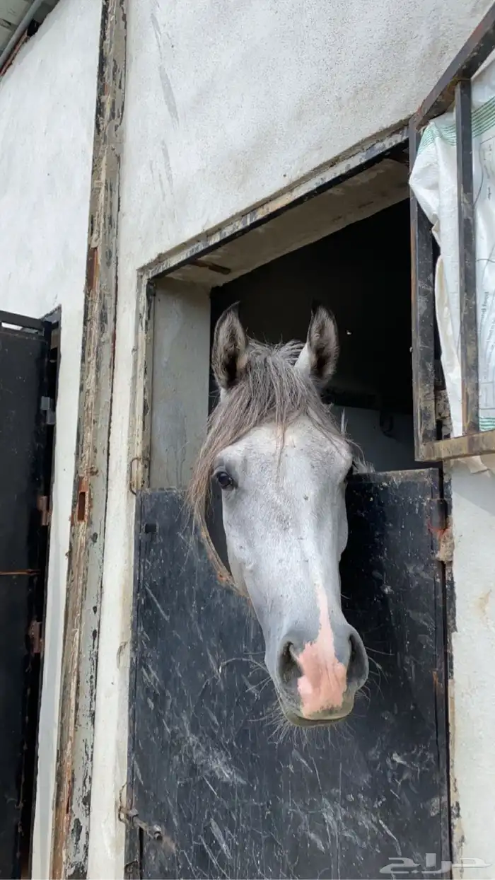 خيل عربي شعبي 0
