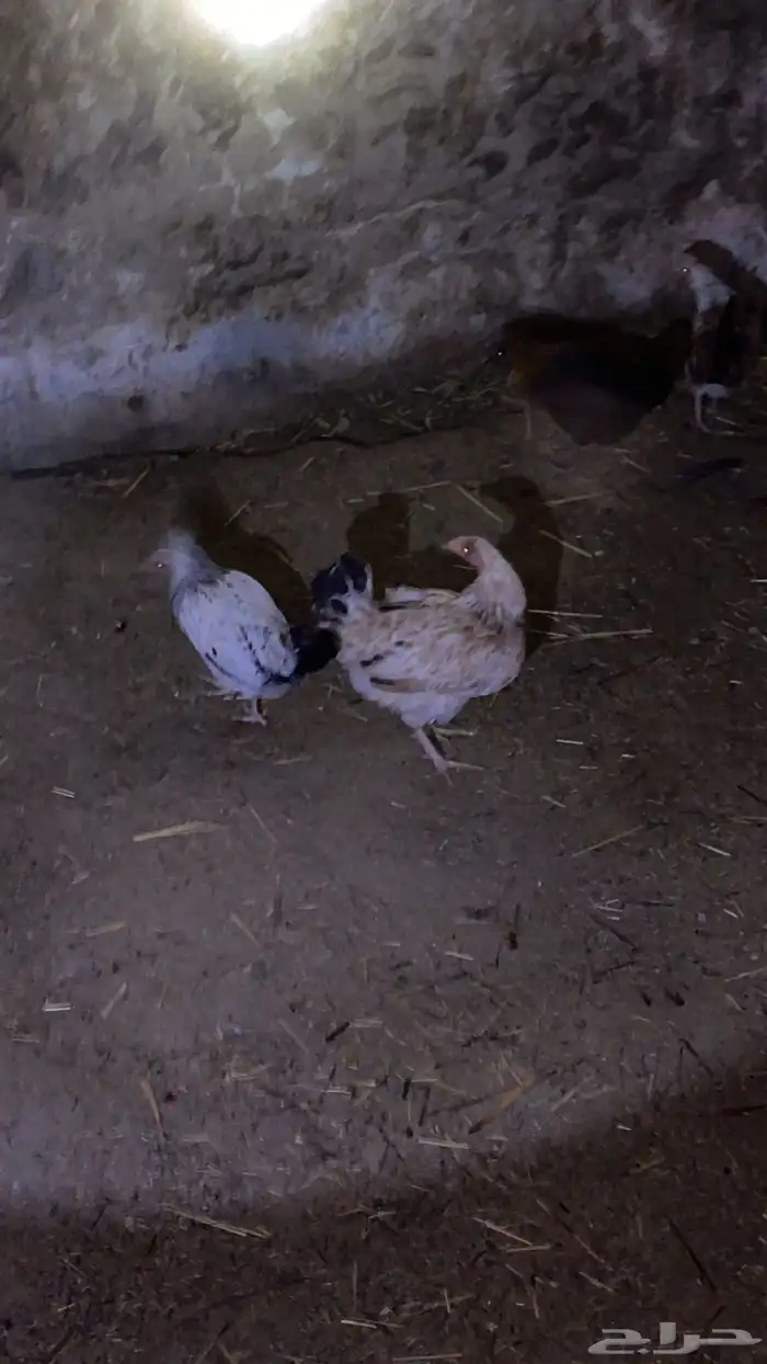 دجاج 4