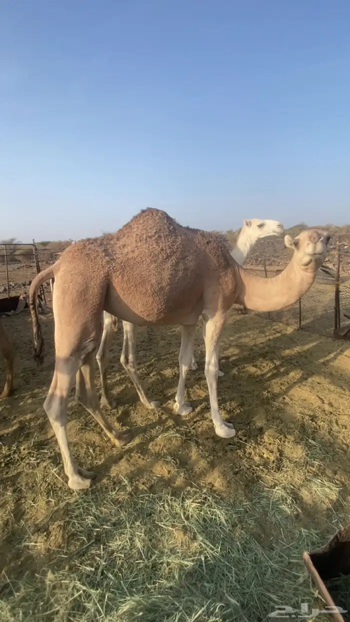 بكره حمراء لقيه 2