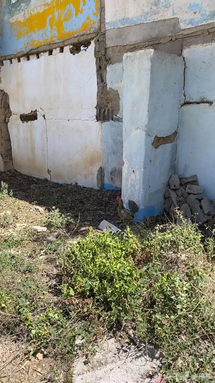 دجاج 3