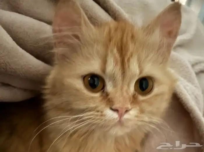 قطه مفقوده 0