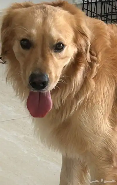 ذكر جولدن ريتريفر index