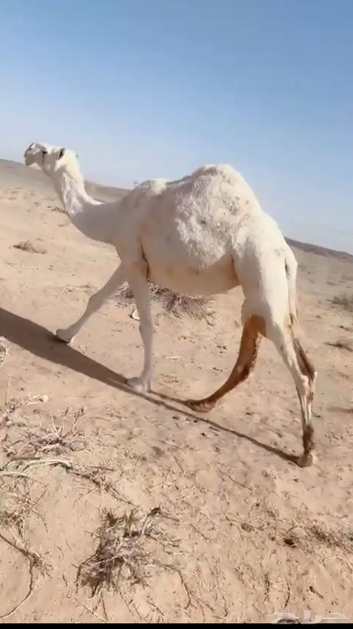 للبيع الناقه الوضحاء الطيبه سنها شاق حايل حول سليمه 0