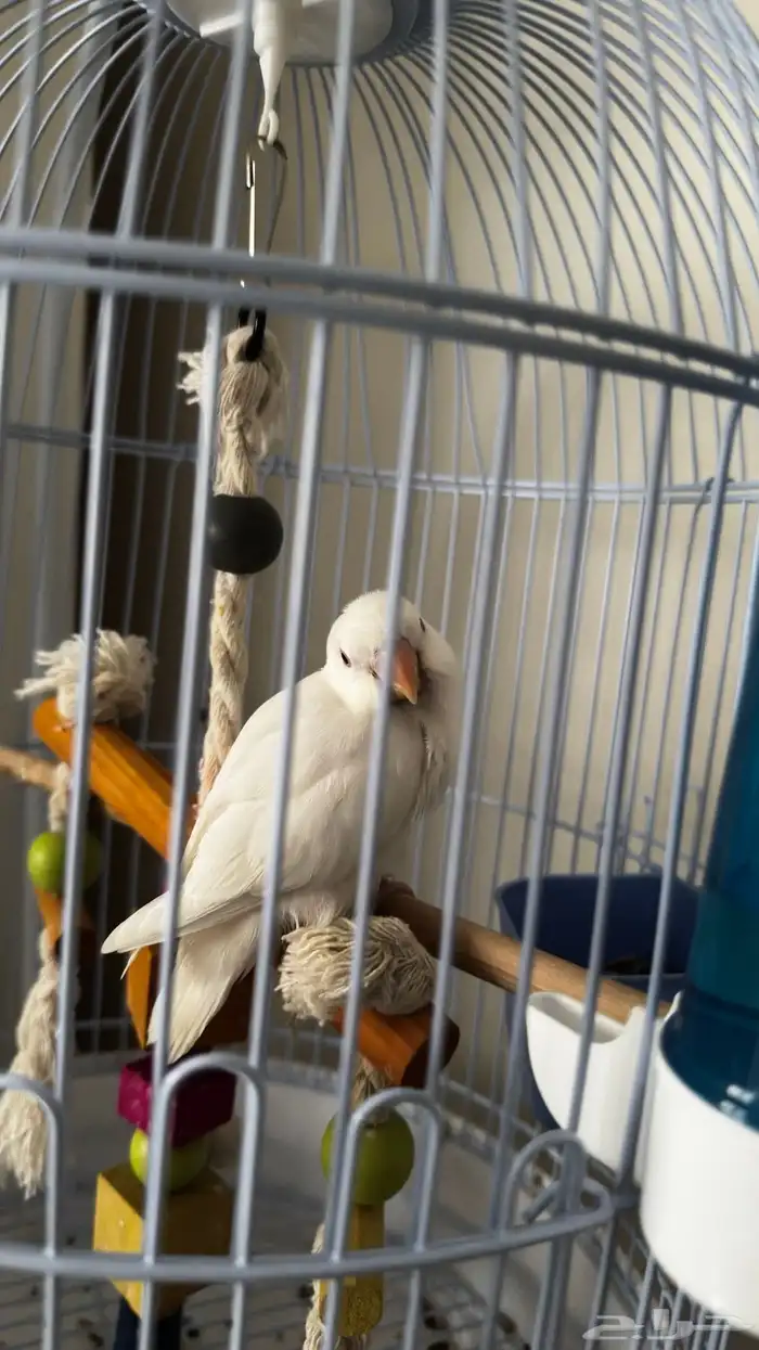 روز البينو عيون حمر اليف وهدد تم البيع 0