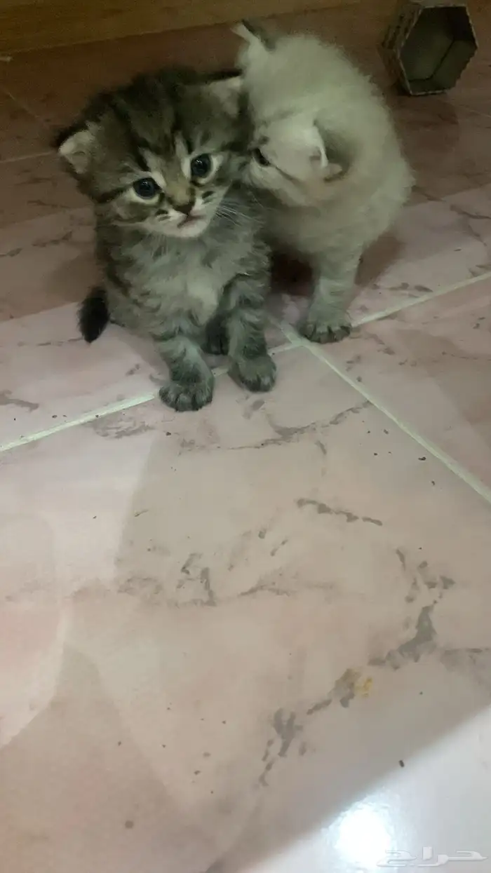 حيوانات 2