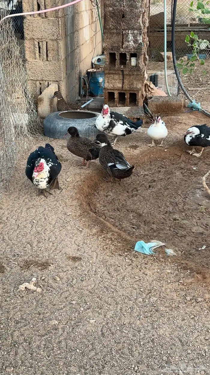 بط للبيع شرشيري وعربي 5