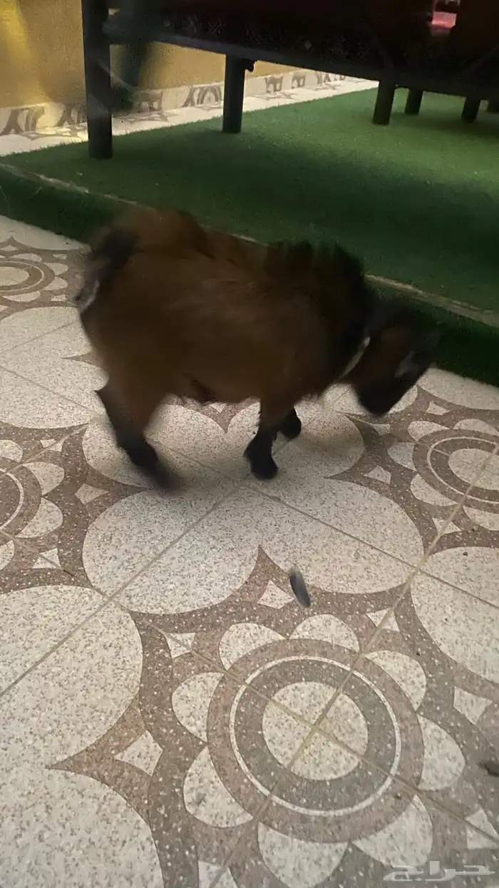 عنز القزمي 0