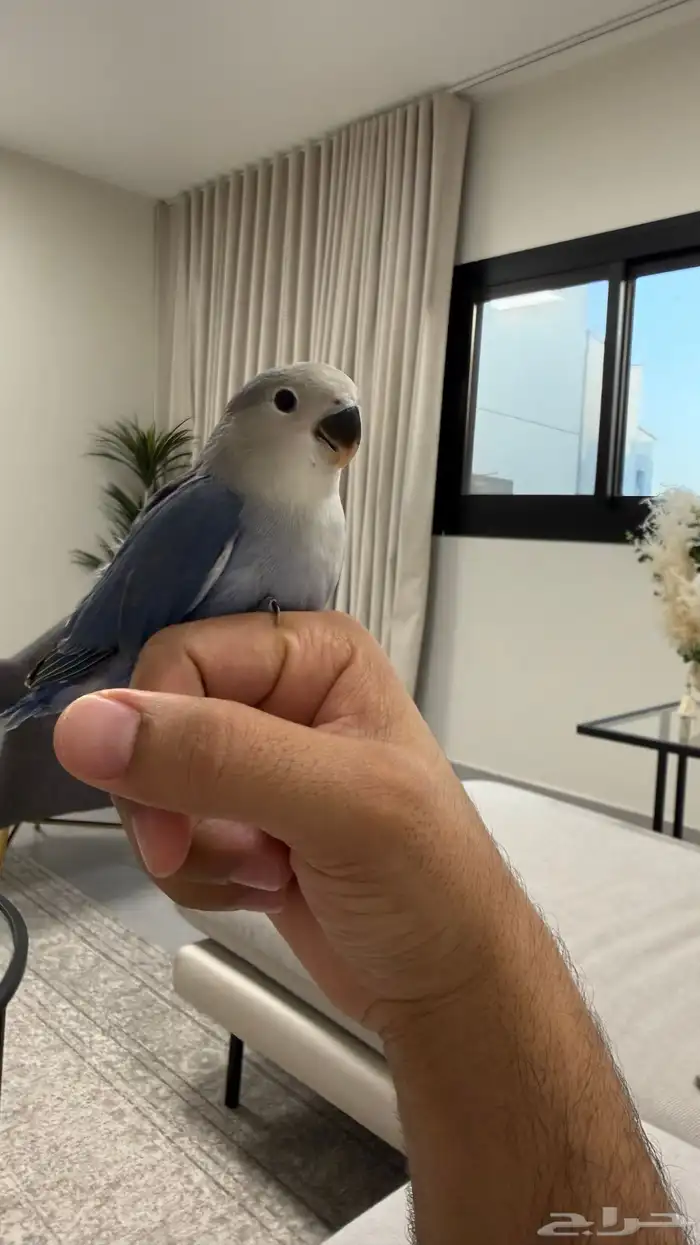 ببغاء روز عمر شهرين 0