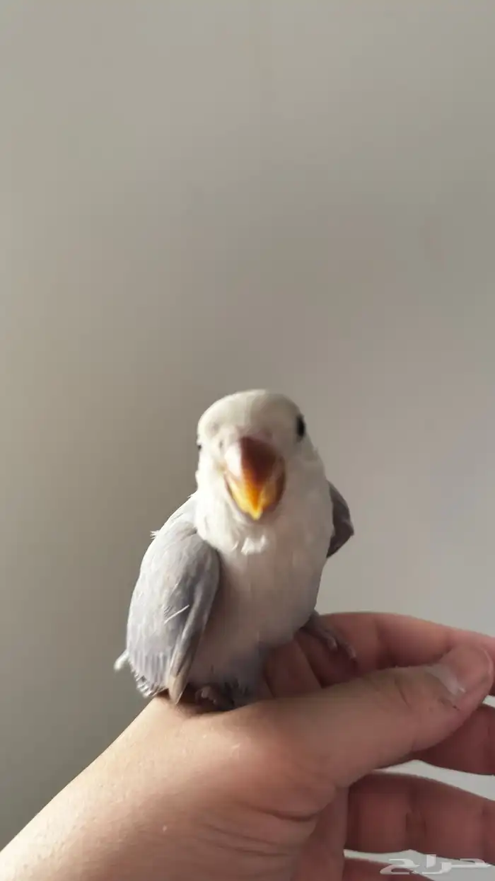 فرخ روز اليف وهدد نشبهه لعوب مع الاطفال تم البيع 0