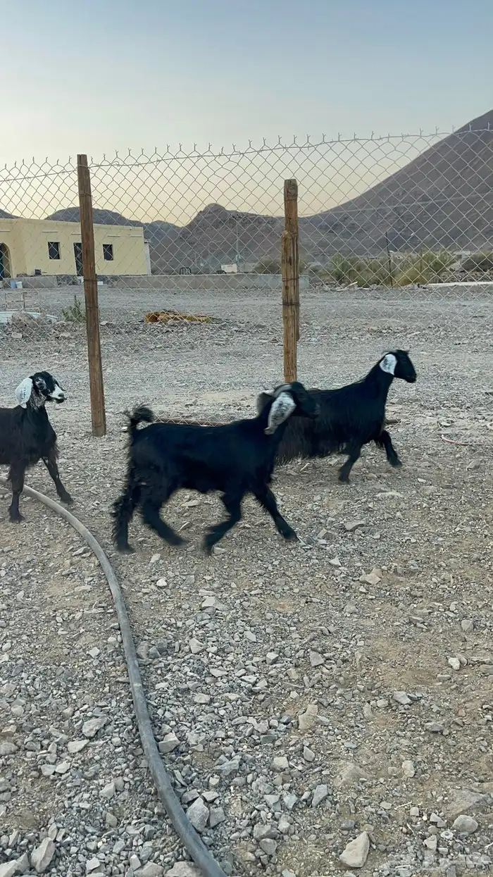 ( تم البيع )جفار جذعات للبيع 3