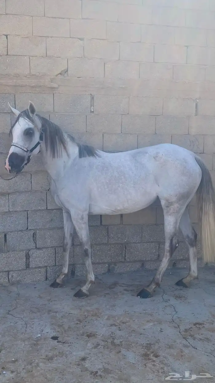 فرس ومهره للبيع جميع خيل 5