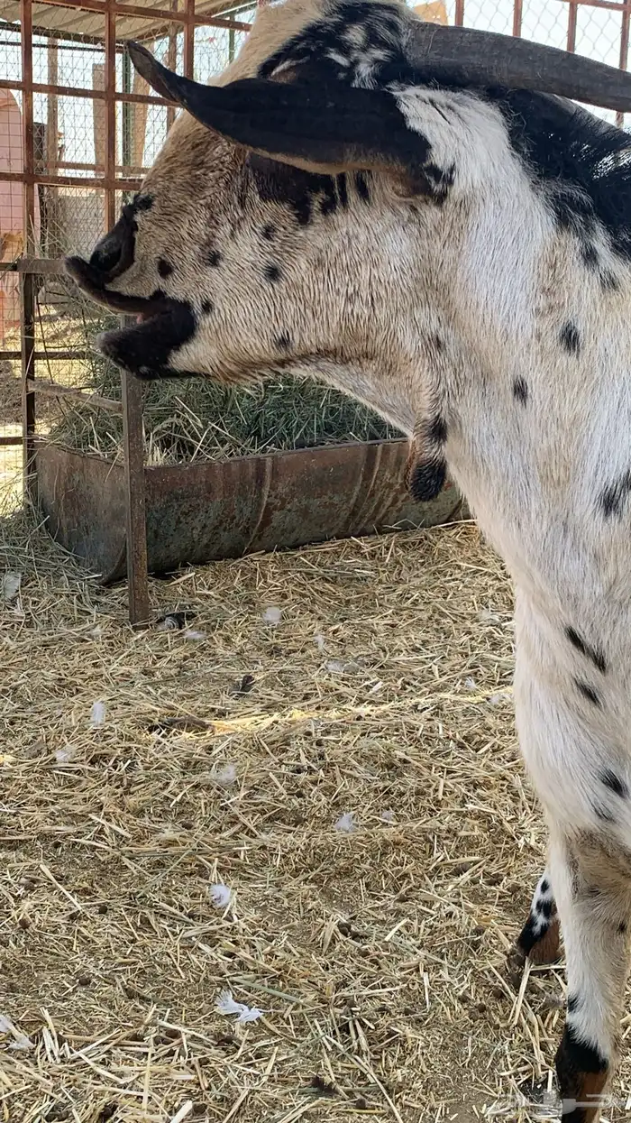 تيس فحل بيشي امرخ 6