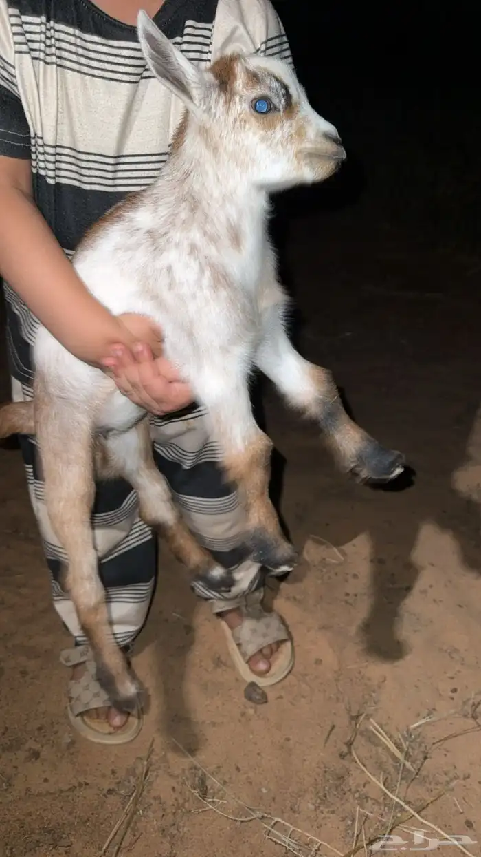 ماعز قزم جفرات للبيع 5