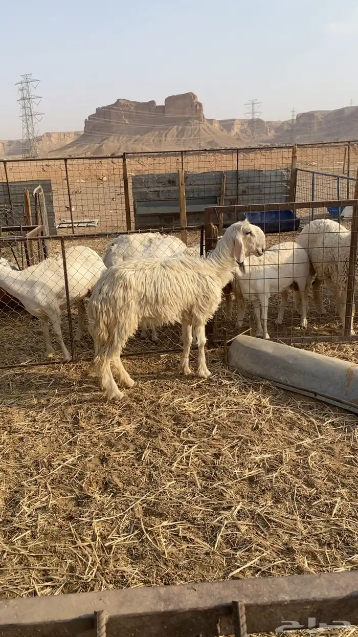 نجديه 2