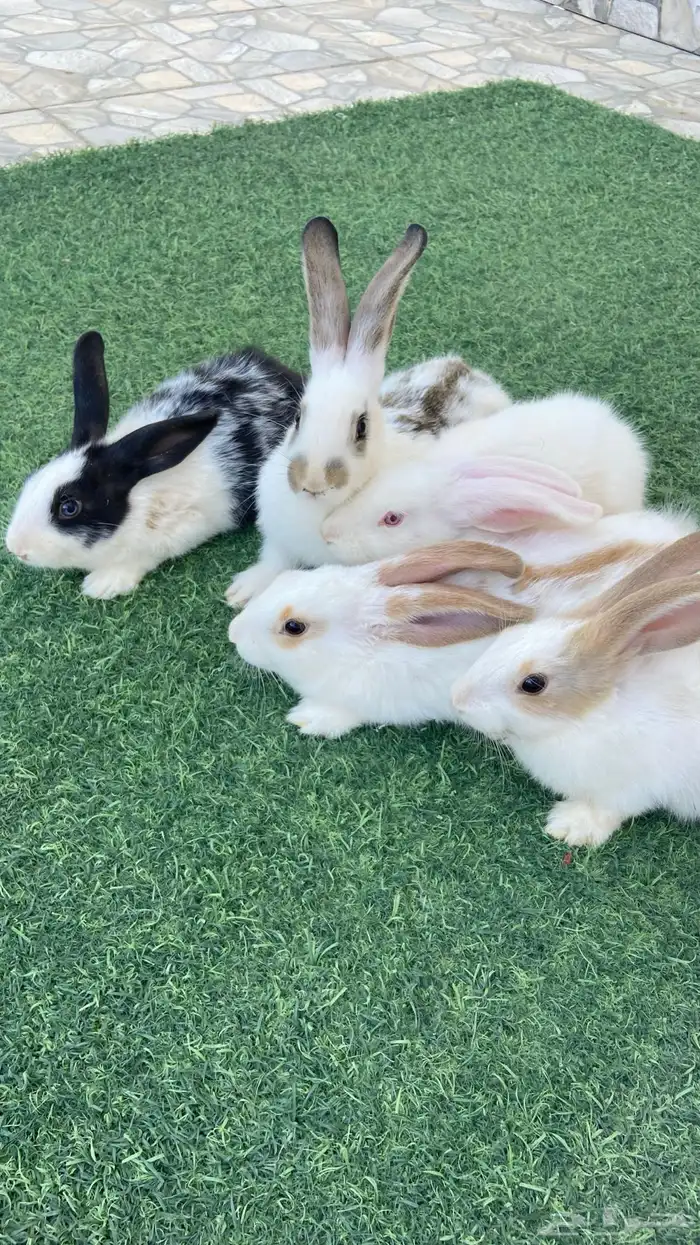 ارانب بابيون ايطالي(تم البيع) 2