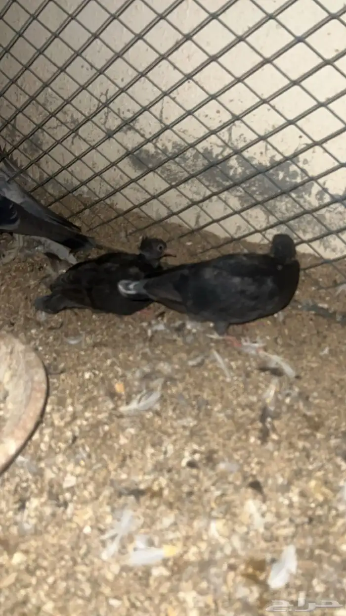 جوز قطيفي عاقد وقوف ومنتج 0