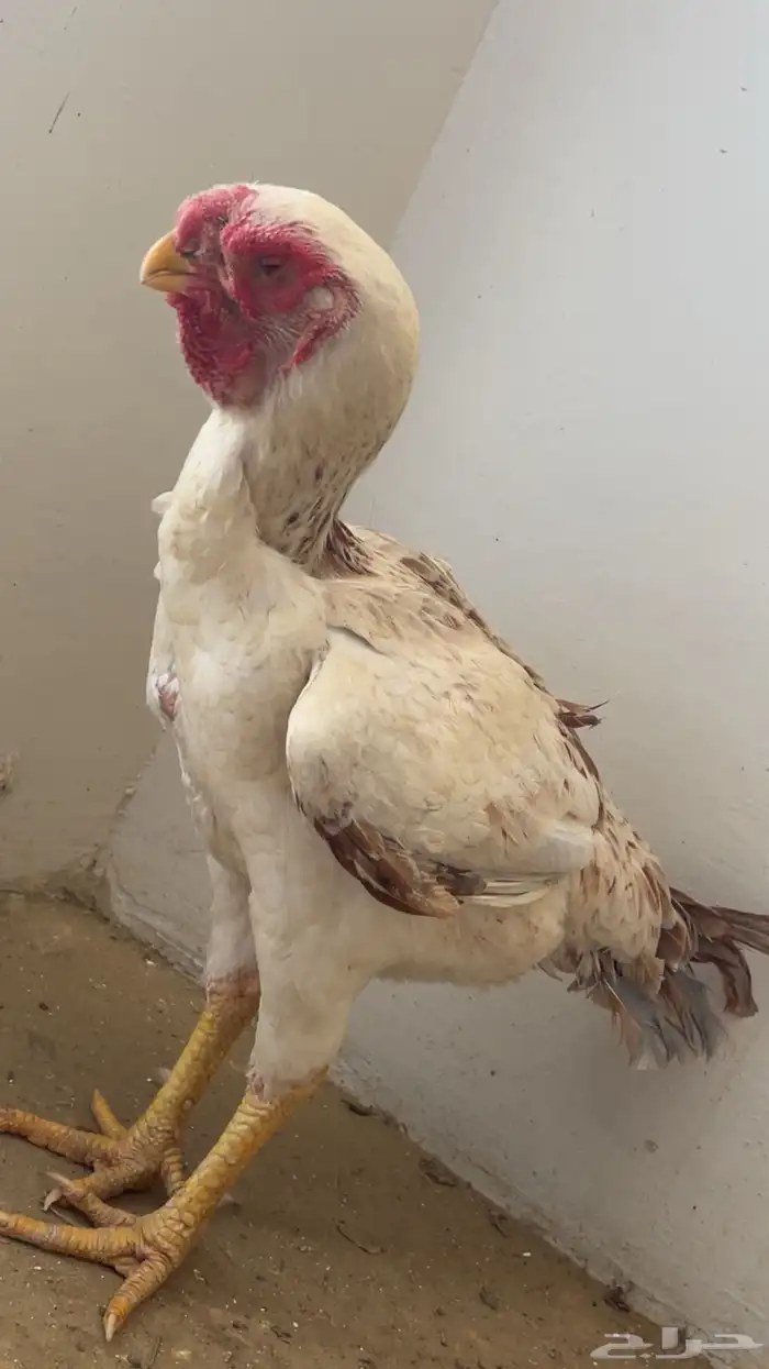 دجاجه فارسي فاخر 2