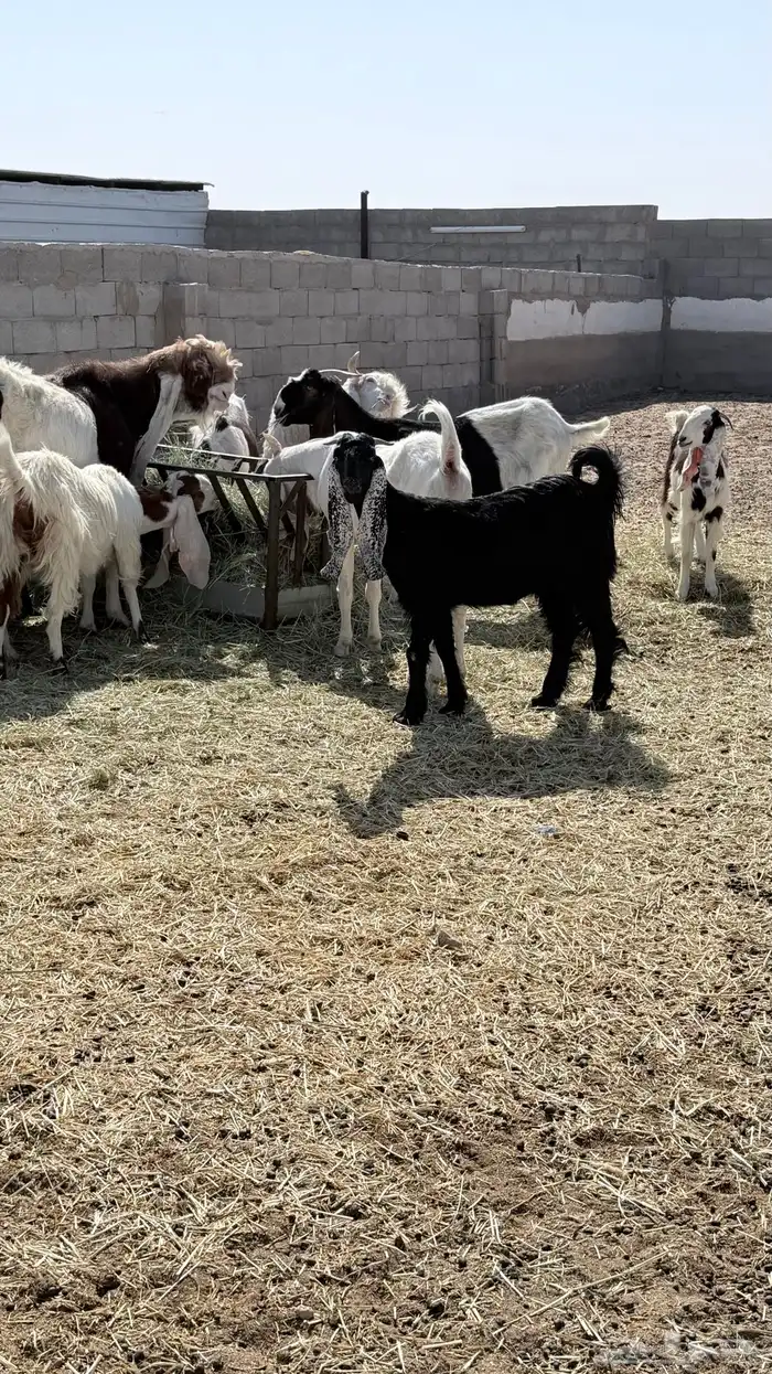 معزا 6