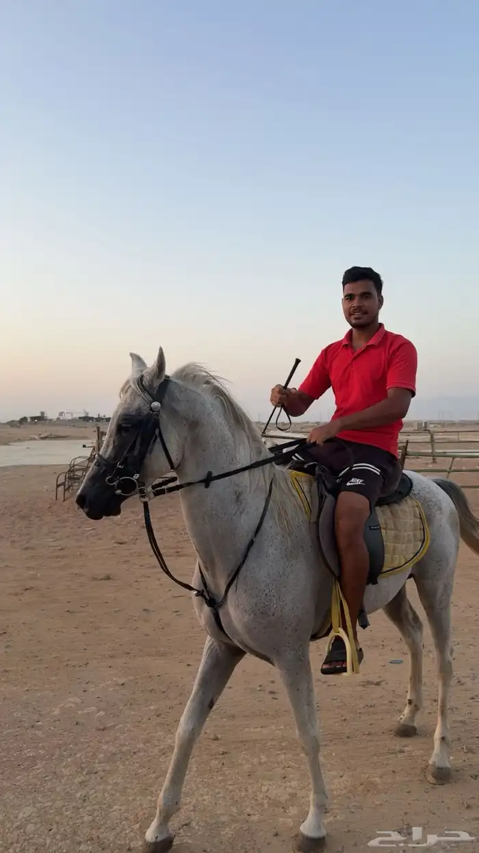 تأجير خيول بساعة 0