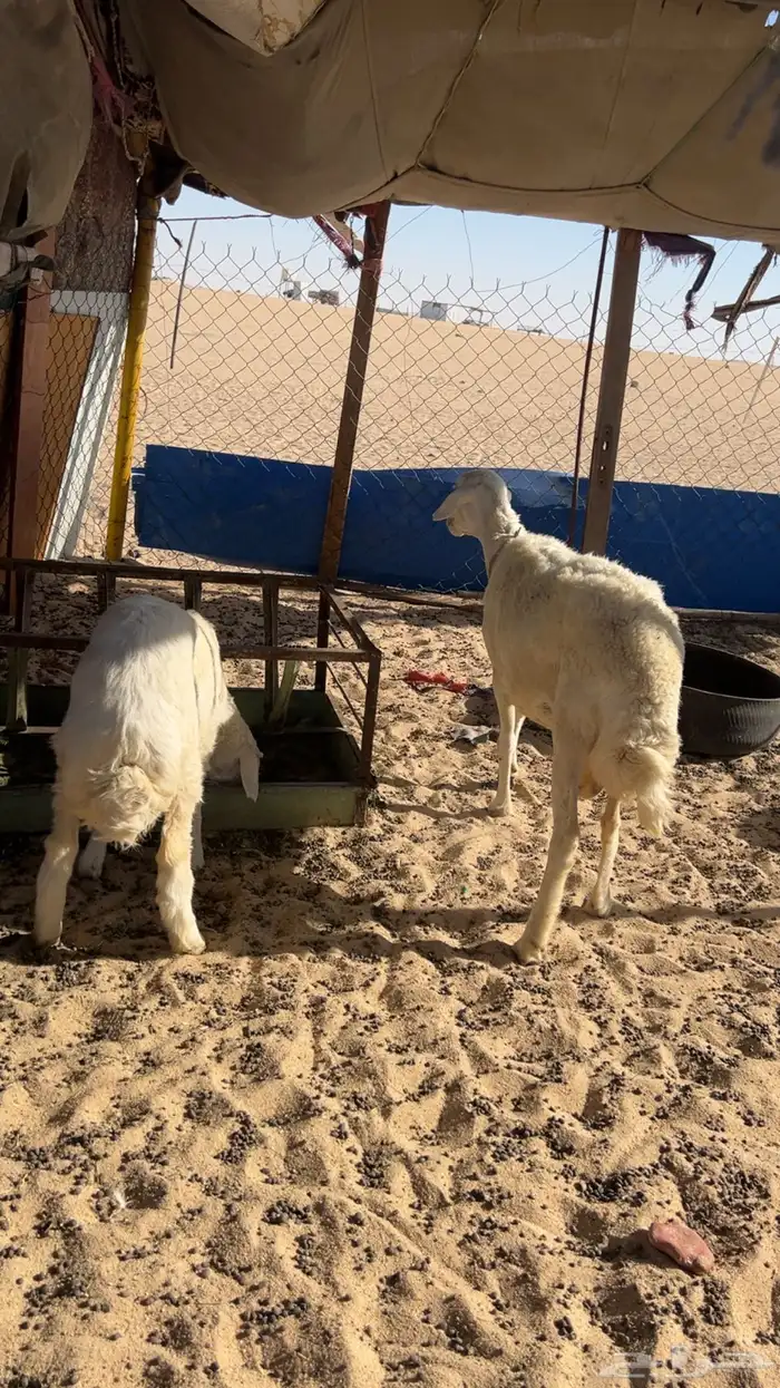 حرية 2