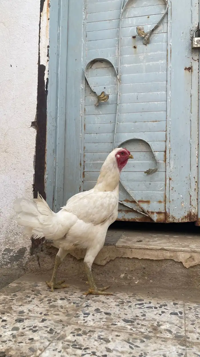 دجاج سندي باكستاني 1