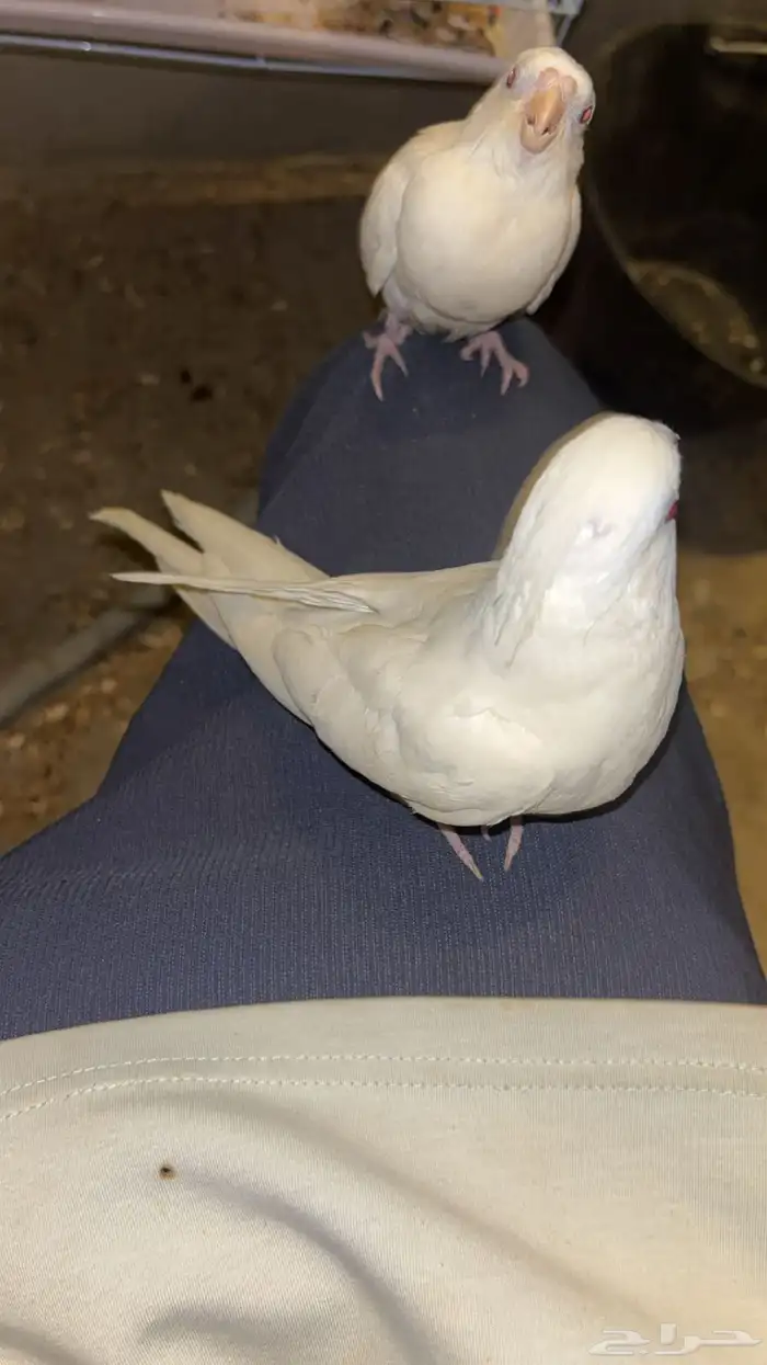 جوز كروان 1