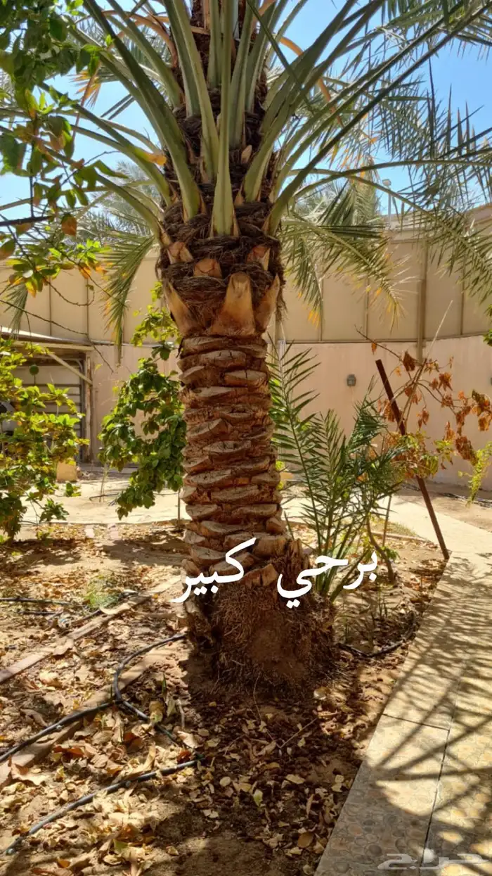 نخلات 0