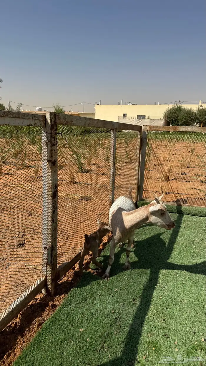 عنز قزميه والد 1
