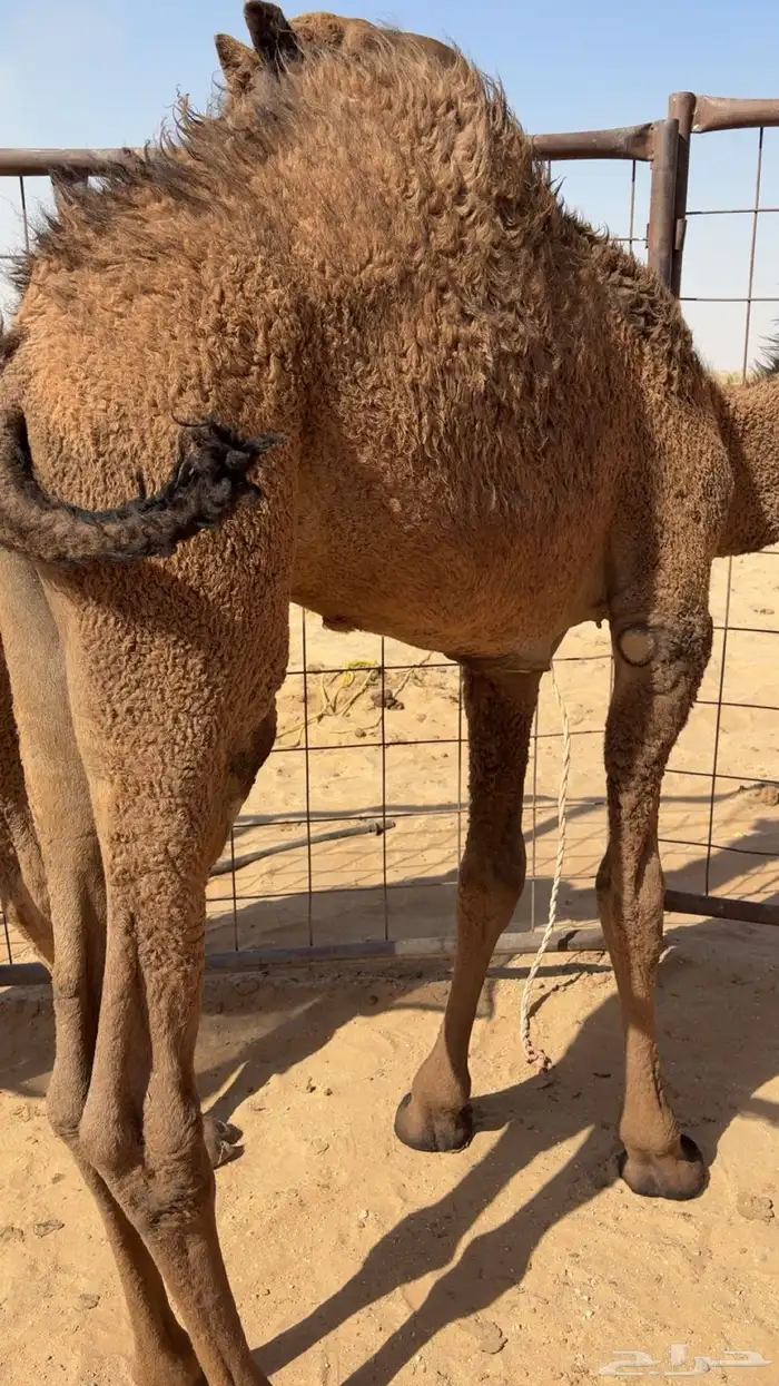 حاشي أبو 6 شهور فل شحم طيب ب الحيل الموقع أفقرا 0