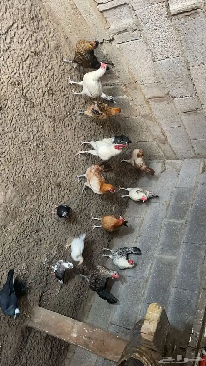 دجاج بلدي 11