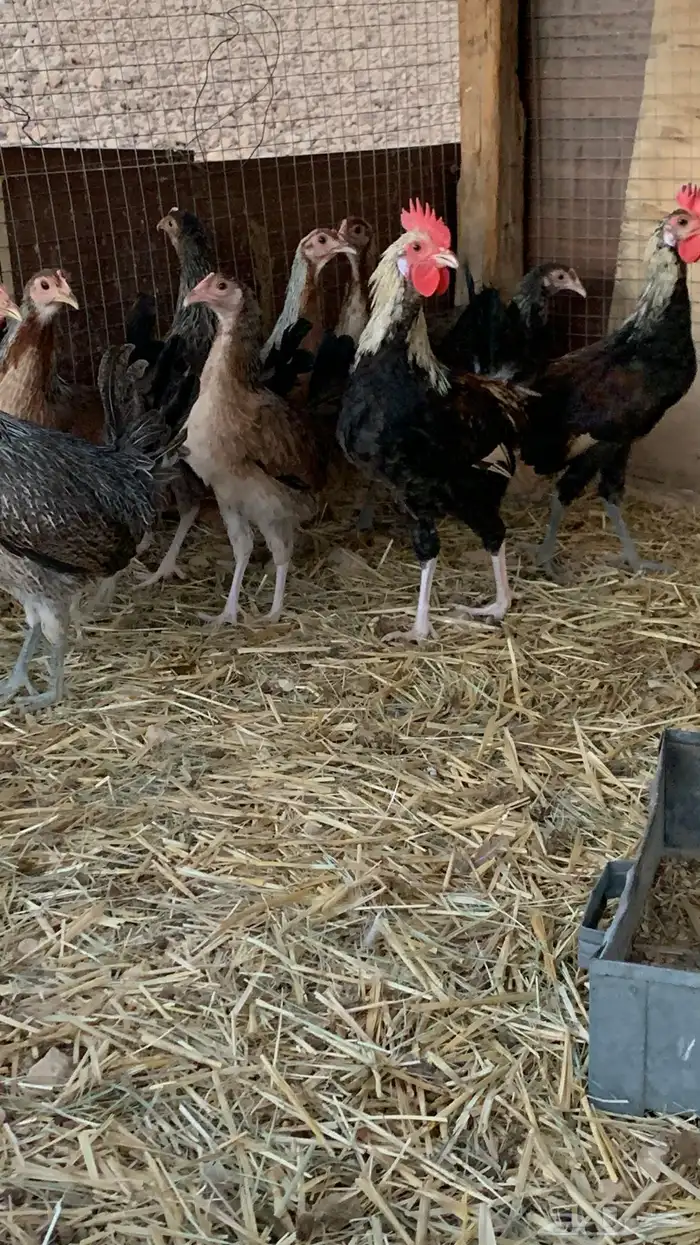 بشاير عربي شوكي 12