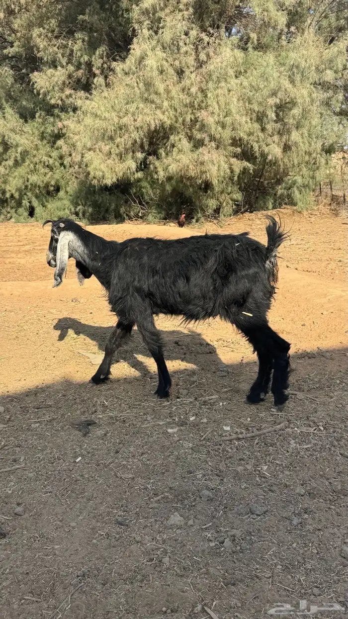 عنز سدس 0