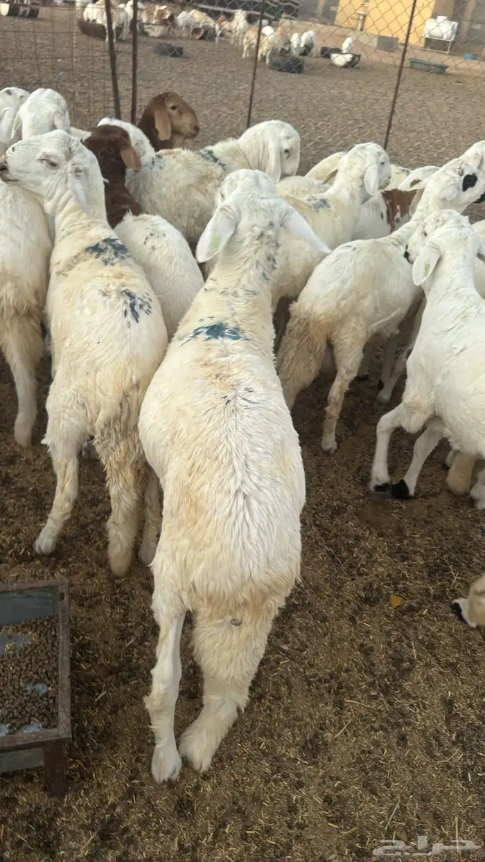 طليان سواكن مرابي شحم القويعية 3