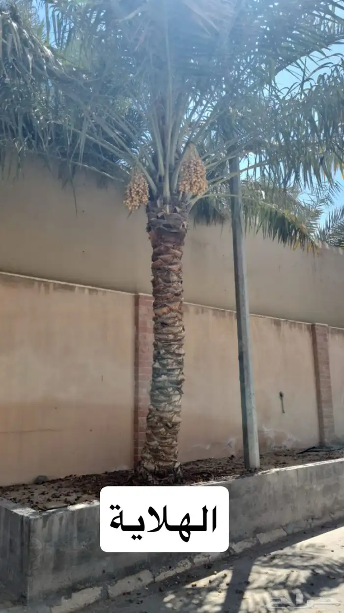نخلات 2