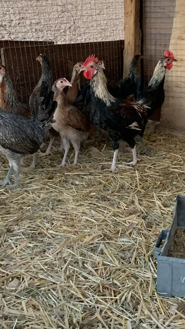 بشاير عربي شوكي 9