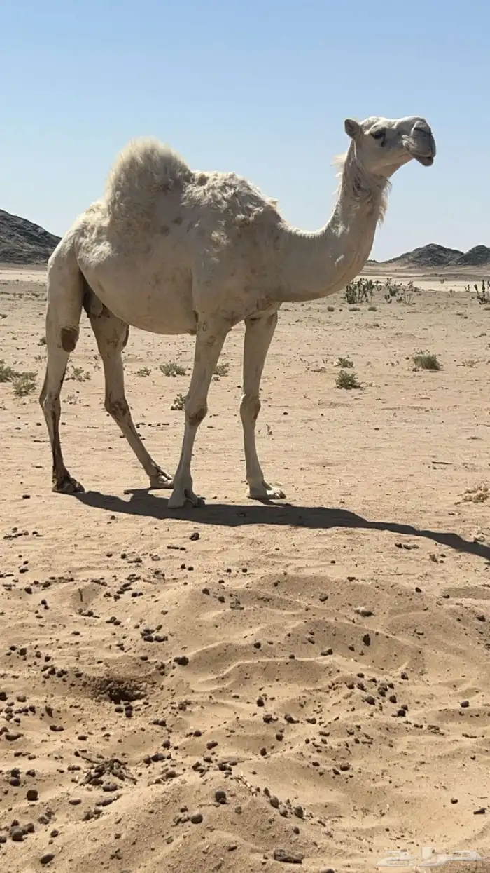 للبيع الناقه 0