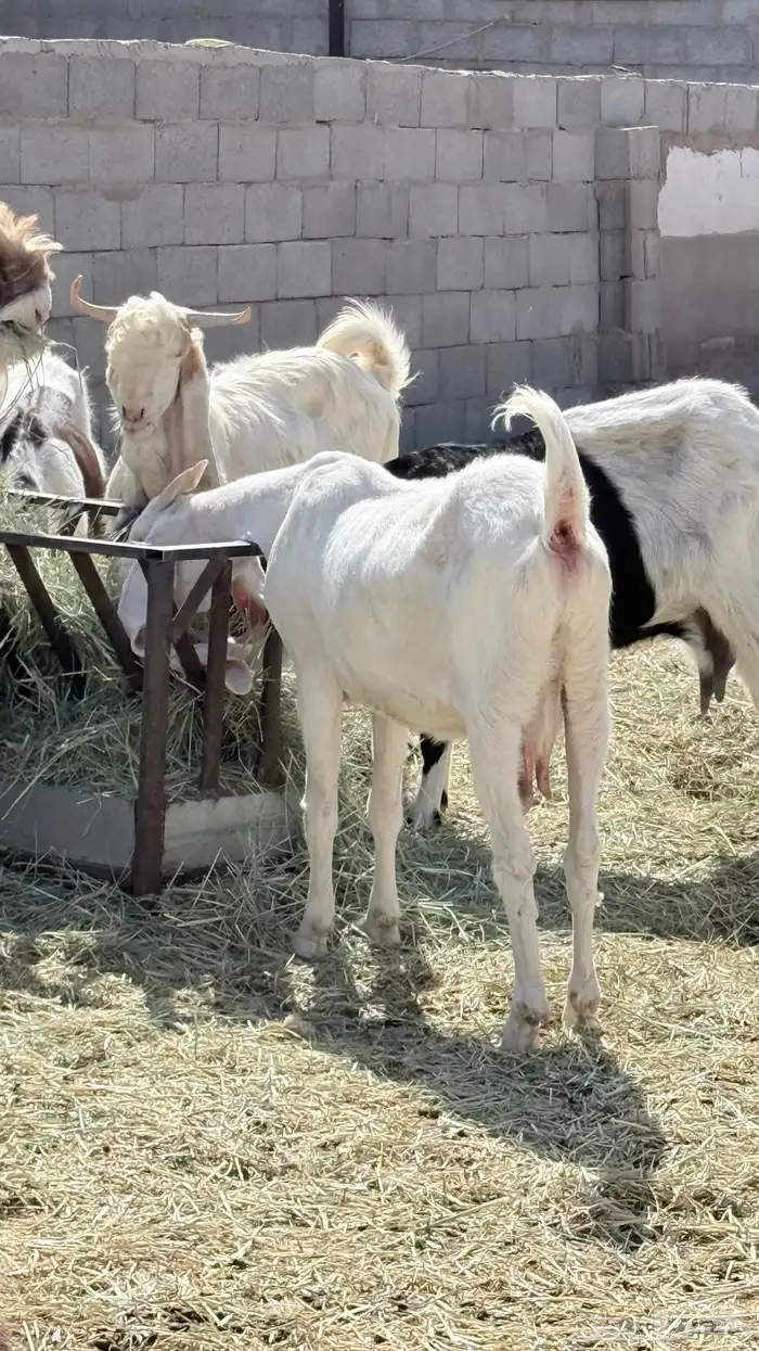 معزا 0