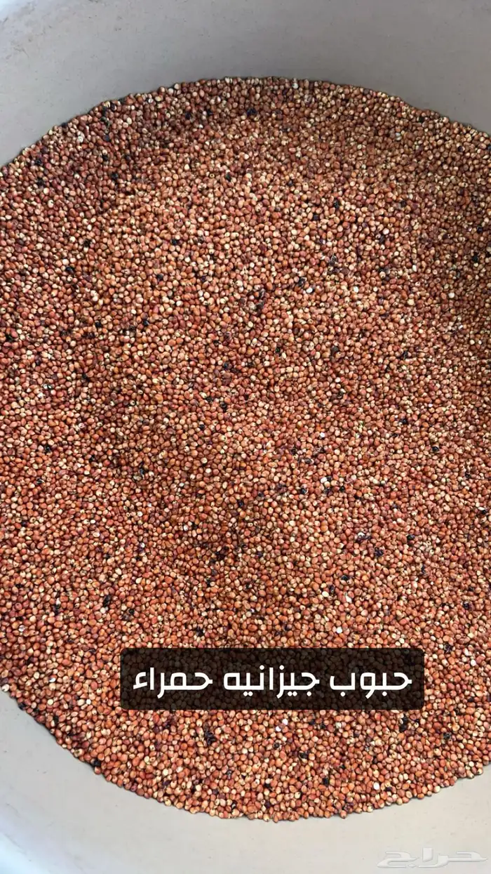 ذرة جيزانية  . 0