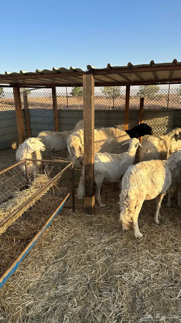 حريات عشر تحتها عشره 8