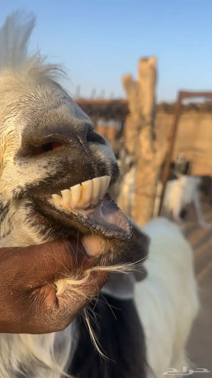 تيس فحل طيب 5