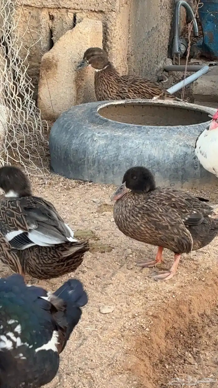 بط للبيع شرشيري وعربي 0