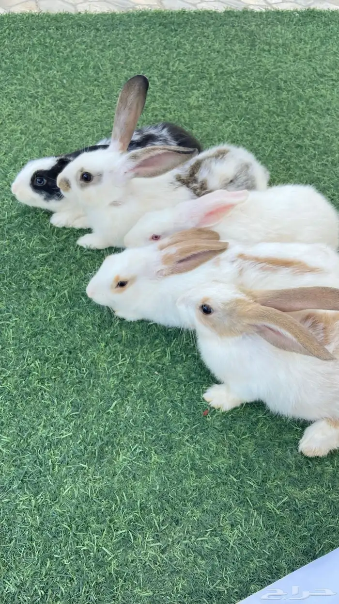 ارانب بابيون ايطالي(تم البيع) 0