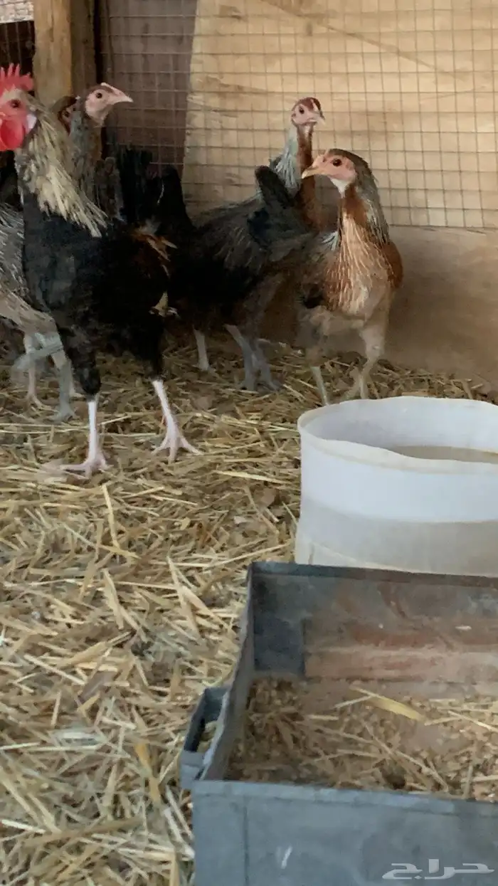 بشاير عربي شوكي 4