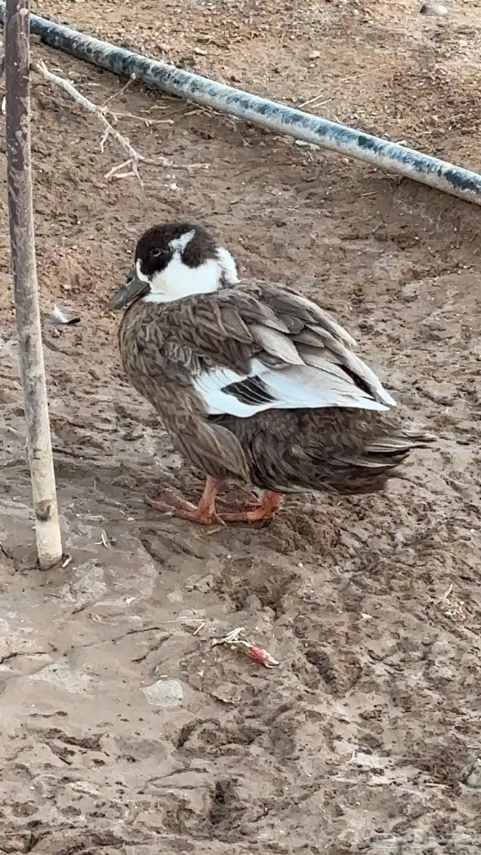 بط للبيع شرشيري وعربي 2