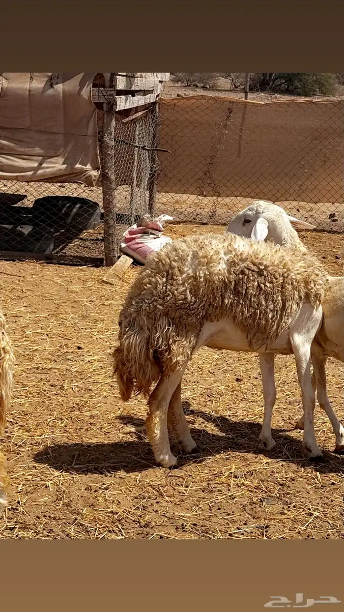 رخله ثنيه 1