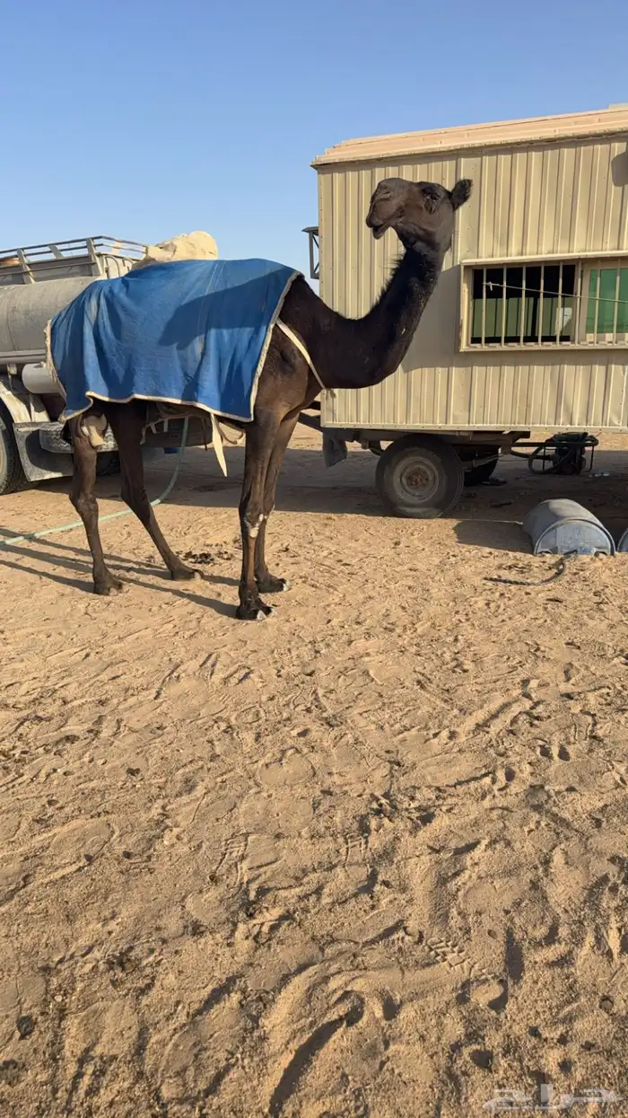 مهجم طيبه من سلاله 0